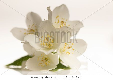 Jasmine Flower On The White Background, Select Focus