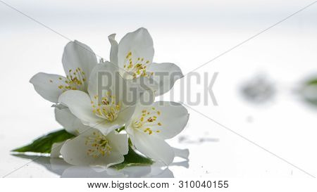 Jasmine Flower On The White Background, Select Focus