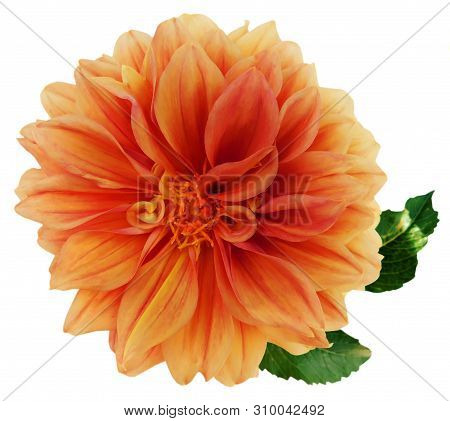 Beautiful Flower Closeup  On White Background, Armenia.
