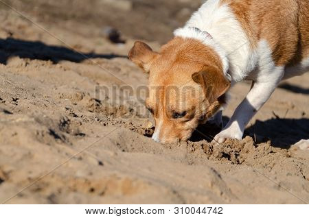 Young Energetic Half-breed Dog Walks. How To Protect Your Pet From Hyperthermia. Summer Activity.
