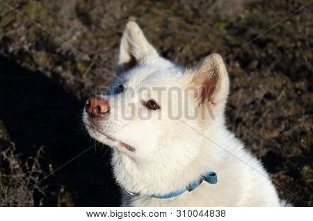 Young Energetic Akita Walks. How To Protect Your Pet From Hyperthermia. Summer Activity.