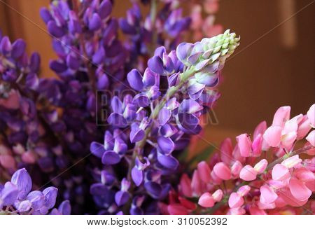 Bouquet of lilac and pink lupins close-up