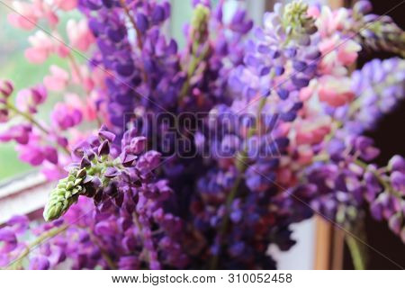 Bouquet of lilac and pink lupins close-up