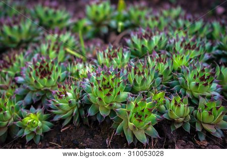 Housleek Or Semprevivum Plant In Home Garden