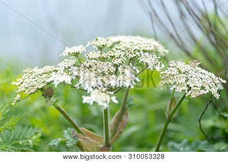 Photo Of White Flowers Against The Grass Background