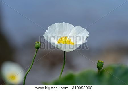 Macro Shot Of A White Flower On A Natural Background In A Soft Focus