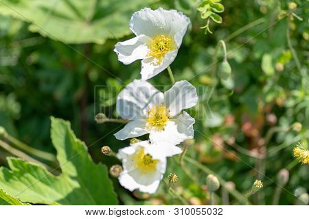 Macro Shot Of A White Flower On A Natural Background In A Soft Focus