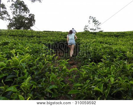 People, Back View, Climb Uphill On Tea Plantation, Nuwara Eliya, Sri Lanka.
