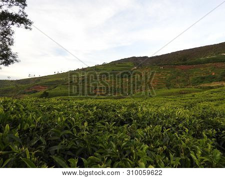 Tea Plantation In Up Country Near Nuwara Eliya, Sri Lanka