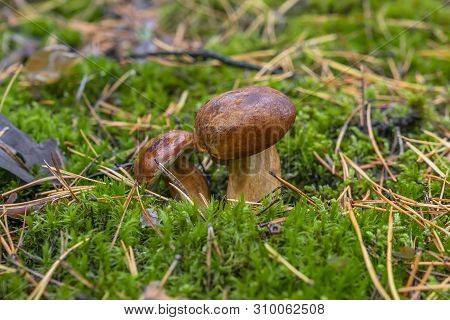 Polish Mushroom Of The Borovik Or Mokhovik Genus. Boletus Badius.