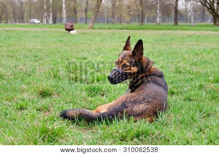 Young Energetic Half-breed Dog Walks In The Meadow. Correction Of Behavior. How To Protect Your Pet 