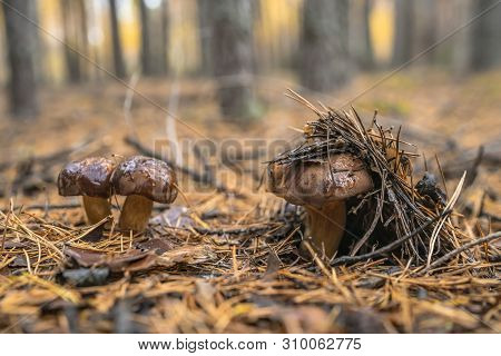 Polish Mushroom Of The Borovik Or Mokhovik Genus. Boletus Badius.