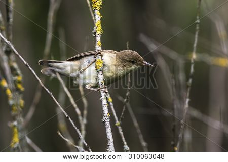 Eurasian Reed Warbler(acrocephalus Scirpaceus)
