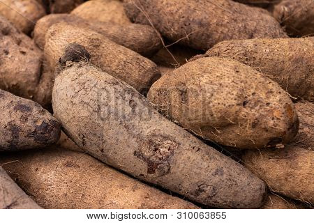 Brazilian Vegetables. Vegetable In The Form Of Tuber.