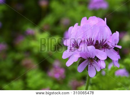 Pink Geranium Flowers In A Summer Garden.blooming Pelargonium Peltatum Close Up.gardening Concept.se