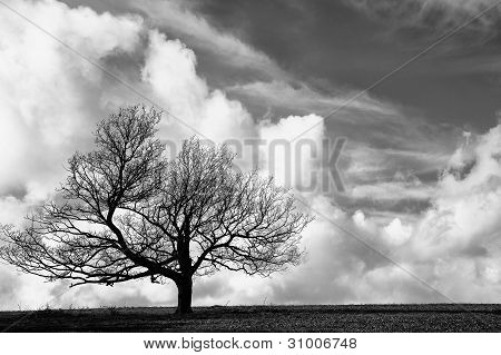 Monochrome einzigen Baum auf Hügel gegen atemberaubend lebendige blauer Himmel und Wolken