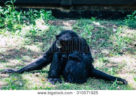 The Siamang Is An Arboreal Black Furred Gibbon Native To The Forests Of South East Asia. The Largest