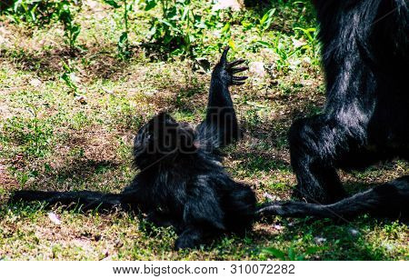 The Siamang Is An Arboreal Black Furred Gibbon Native To The Forests Of South East Asia. The Largest