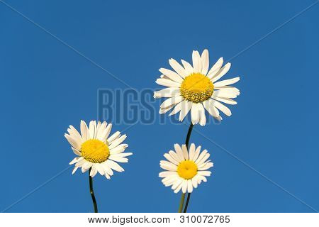 Beautiful Bloooming Chamomile Daisy Flowers In Summer Garden Over Blue Sky Background.