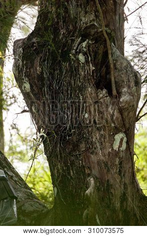 Rare Giant Ghost Orchid Dendrophylax Lindenii Grows High Up On A Cypress Tree In A Swamp In Naples, 