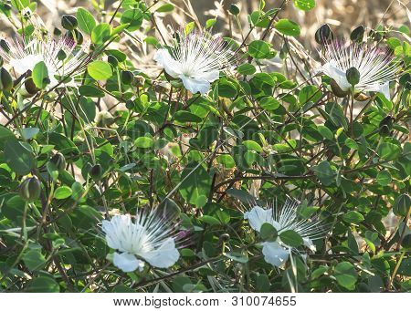 Capparis Flowering Plant On Blue Sea Background. Flowers, Leaves And Buds For Food And Medicine.