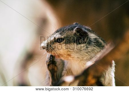 The Northern Palm Squirrel Is A Species Of Rodent In The Family Sciuridae, It Is A Semi Arboreal Spe