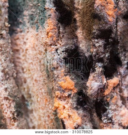 Mouldy (moldy) Bread. Bread With Mold (must, Mustiness, Mildew). Close-up.