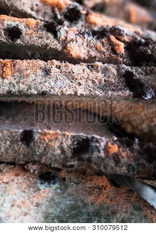 Mouldy (moldy) Bread. Bread With Mold (must, Mustiness, Mildew). Close-up.