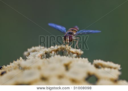 WASP