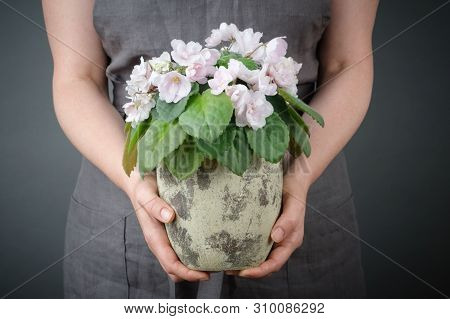 Woman Holding A Potted Saintpaulia Violet Flower In Her Hands.
