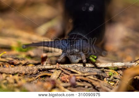 Black Slug (limax Cinereoniger) Crawling In The Woods, Macro