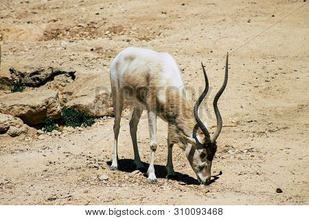 The Addax, Also Known As The White Antelope And The Screwhorn Antelope, Is An Antelope Of The Genus 