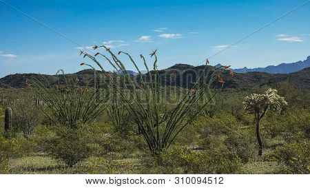 Wide Shot Of An Ocotillo Cactus Near Ajo, Az