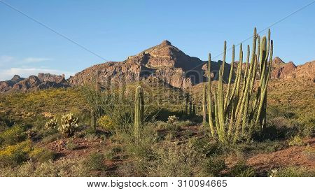 Organ Pipe Cactus And Ajo Mnts In Arizona
