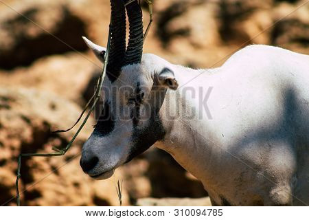 The Addax, Also Known As The White Antelope And The Screwhorn Antelope, Is An Antelope Of The Genus 