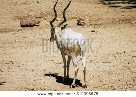 The Addax, Also Known As The White Antelope And The Screwhorn Antelope, Is An Antelope Of The Genus 