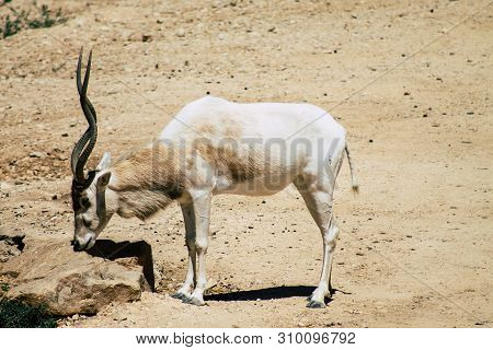 The Addax, Also Known As The White Antelope And The Screwhorn Antelope, Is An Antelope Of The Genus 