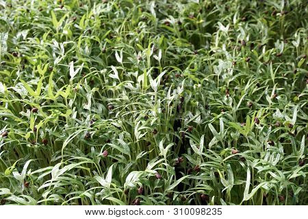 Fresh Green Ipomcea Aquatica Plant In Nature Garden
