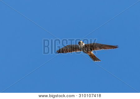 Peregrine Falcon (falco Peregrinus) In Flight