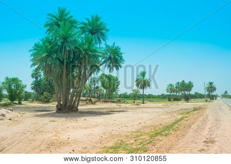 Landscape Of Cluster Of Date Trees In A Village Punjab,pakistan.date Trees Near A Road Side,pakistan