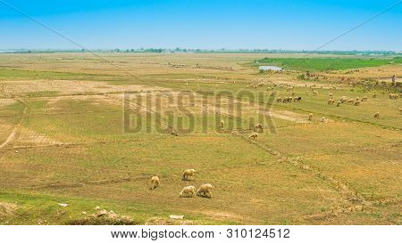 A Flock Of Sheep Grazing In Ameadow Of Punjab,pakistan.a Group Of Sheep In A Grassland.