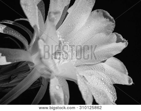 Part Of A Flower Blooming Cactus Echinopsis Obrepanda Black And White. Close Up