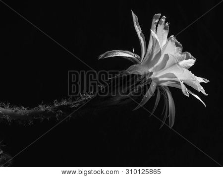 Part Of A Flower Blooming Cactus Echinopsis Obrepanda Black And White. Close Up