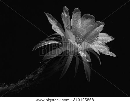 Part Of A Flower Blooming Cactus Echinopsis Obrepanda Black And White. Close Up
