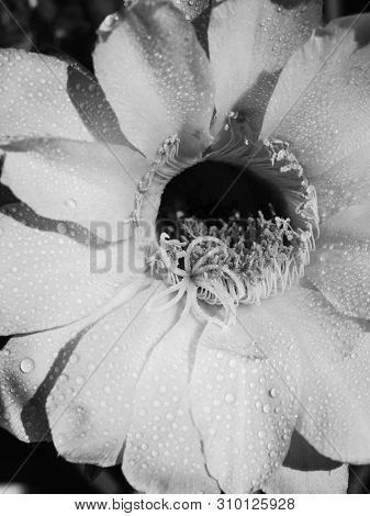 Part Of A Flower Blooming Cactus Echinopsis Obrepanda Black And White. Close Up. Vertical