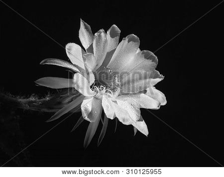 Part Of A Flower Blooming Cactus Echinopsis Obrepanda Black And White. Close Up