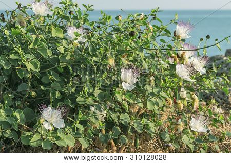 Capparis Flowering Plant On Rock On Blue Sea Background. Flowers, Leaves And Buds. Food And Medicine
