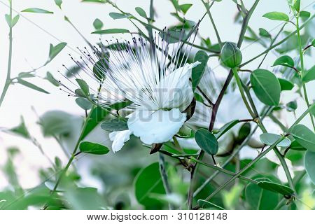 Capparis Flowering Plant On Sky Background. One White Flower, Green Leaves And Buds. Food And Medici