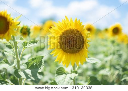 Sunflower Close Up. Bright Sunflower Field Over Cloudy Blue Sky And Sun Lights. Daylight. Greeting C