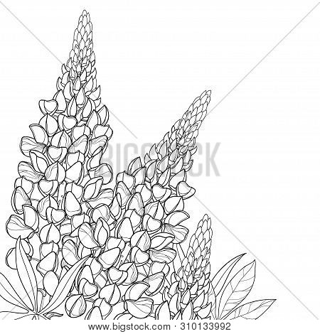 Vector Corner Bouquet With Outline Lupin Or Lupine Or Bluebonnet Flower Bunch, Bud And Ornate Leaves